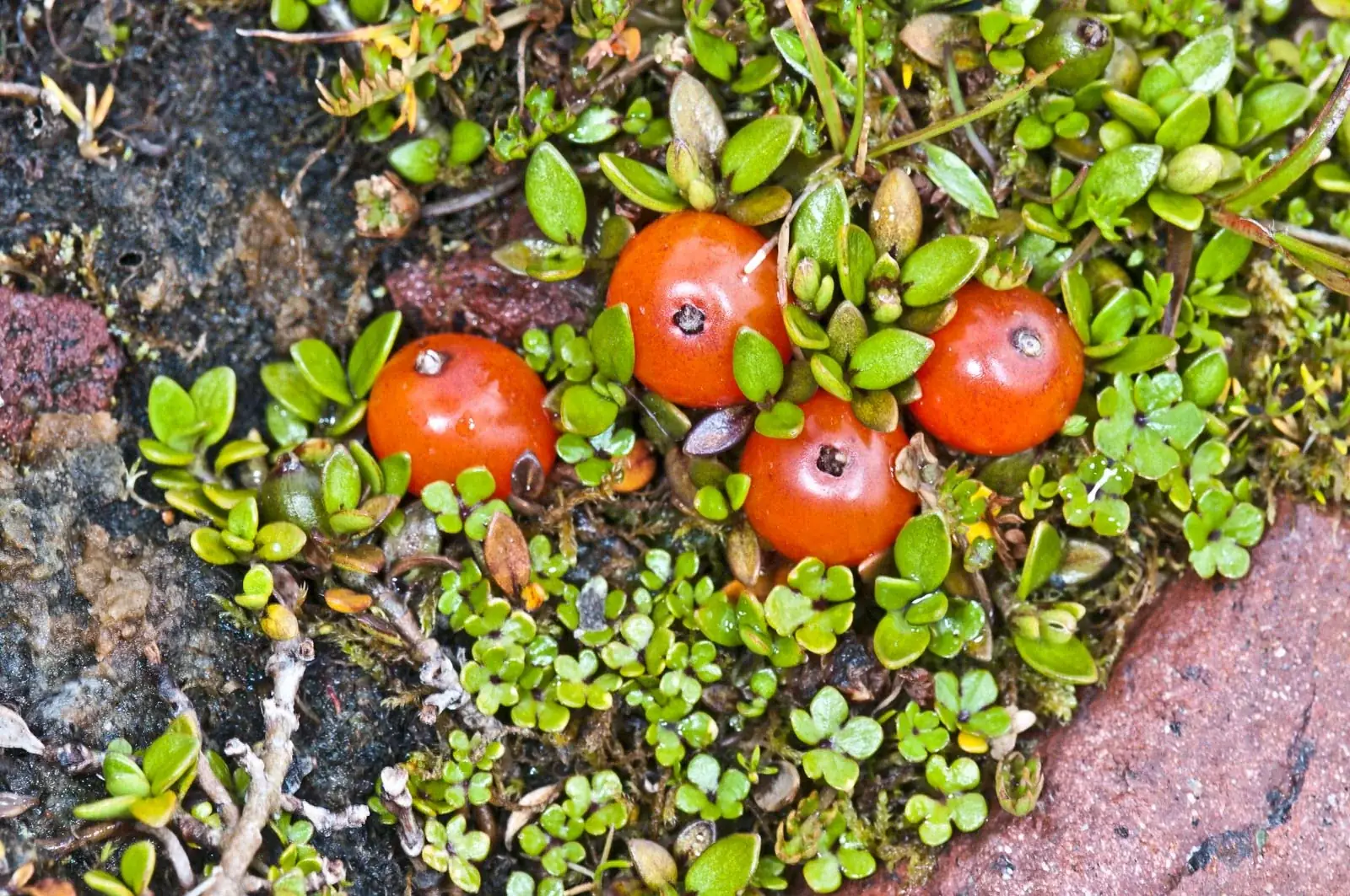 Coprosma Perpusilla Native Plant (Coprosma perpusilla)