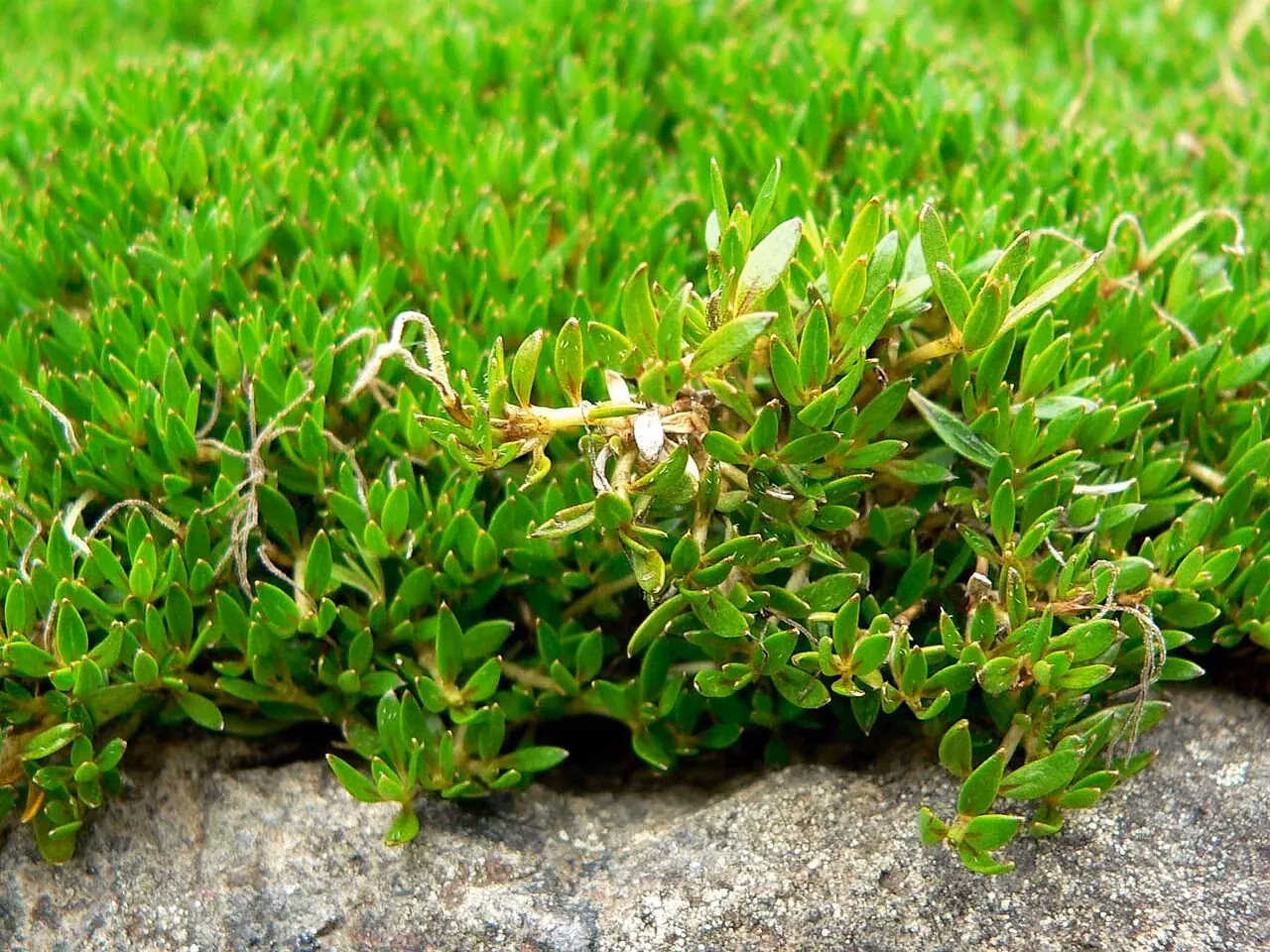 Mirror Plant (Coprosma petriei)