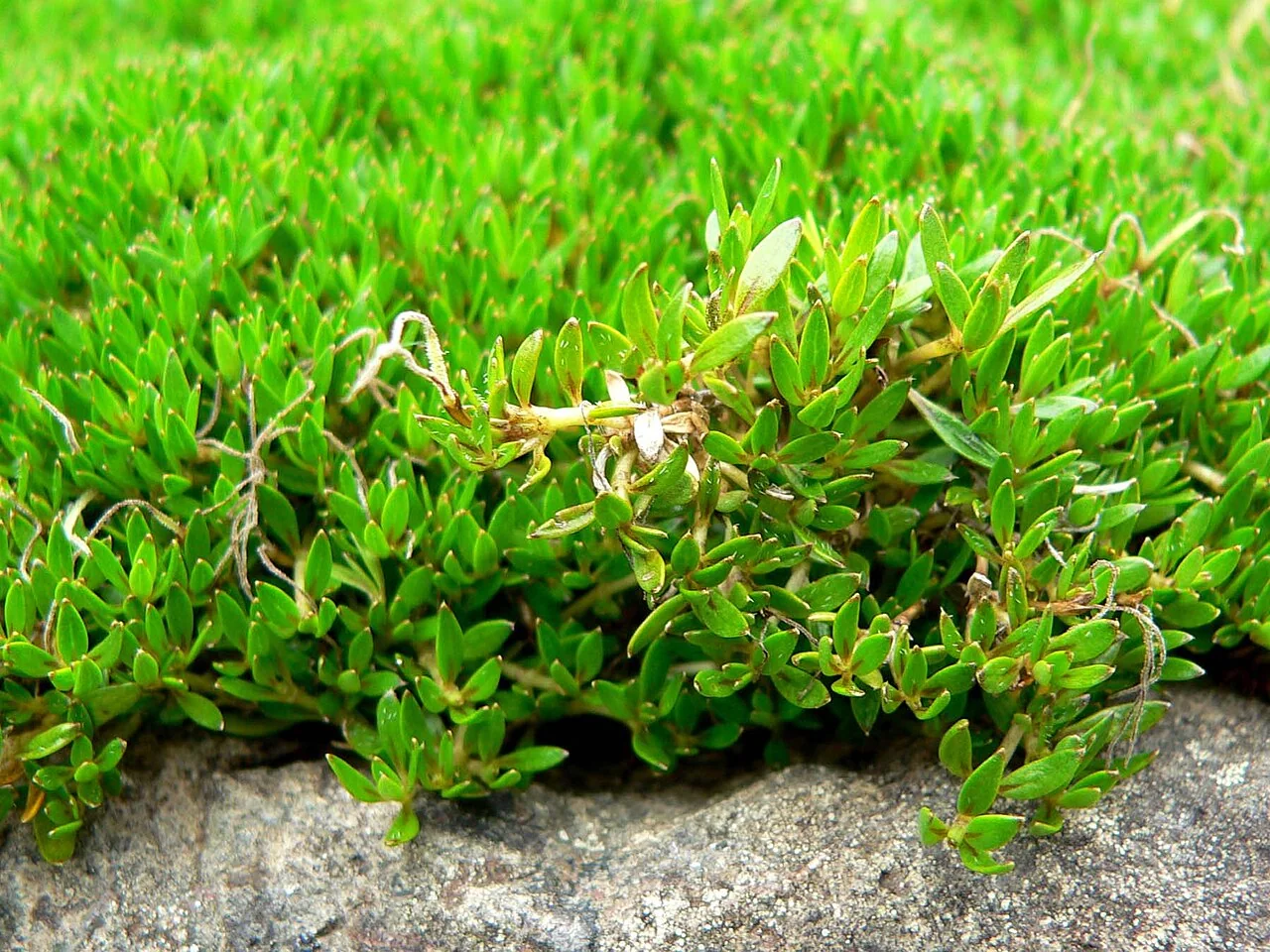 Coprosma petriei forming a tight mat