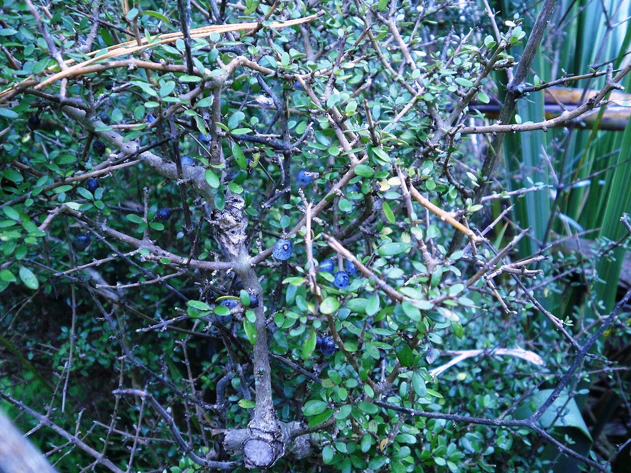 Mingimingi (Coprosma propinqua) showing its characteristic divaricating branches and translucent blue berries
