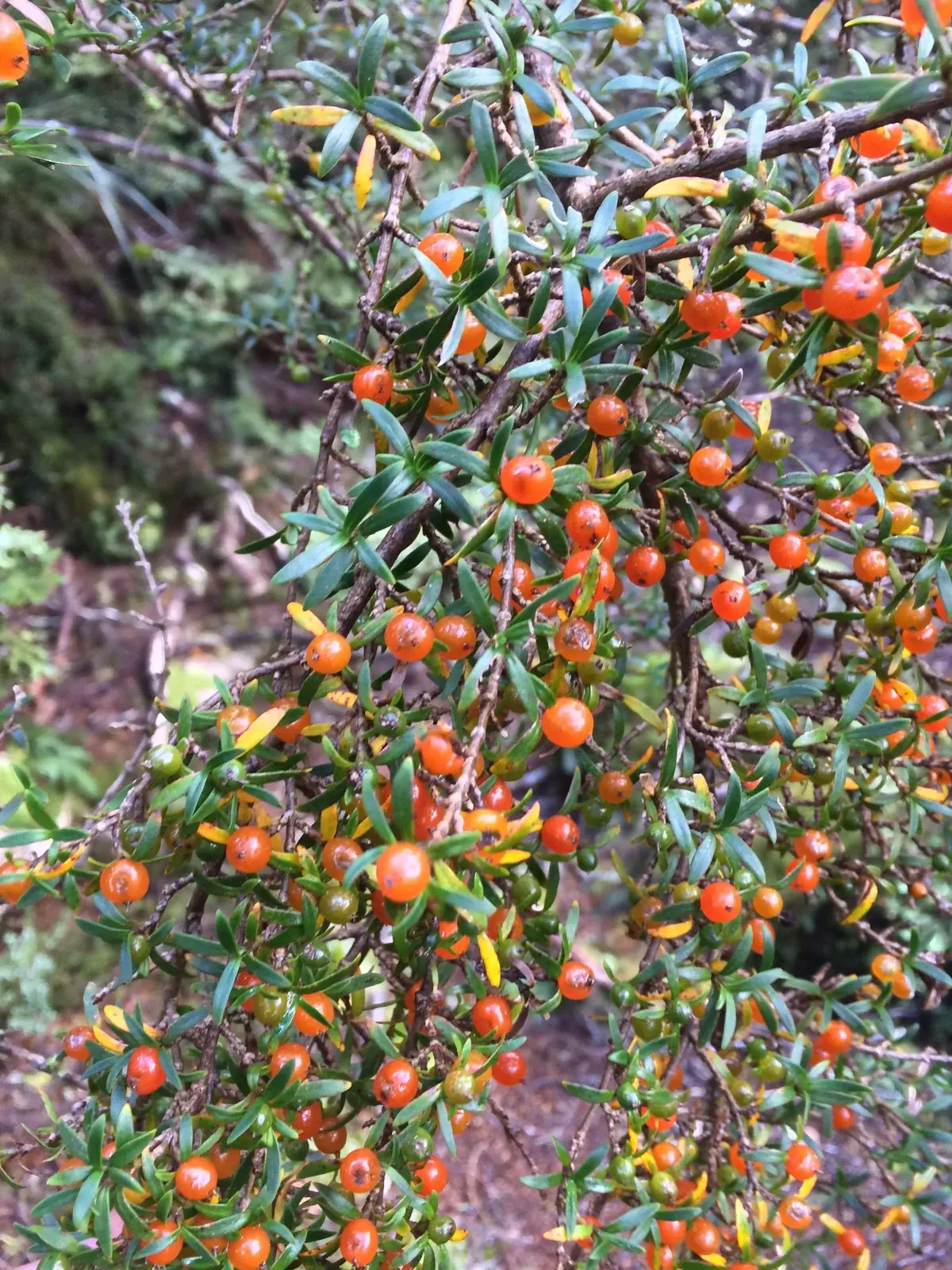 Coprosma Pseudocuneata Native Plant (Coprosma pseudocuneata)