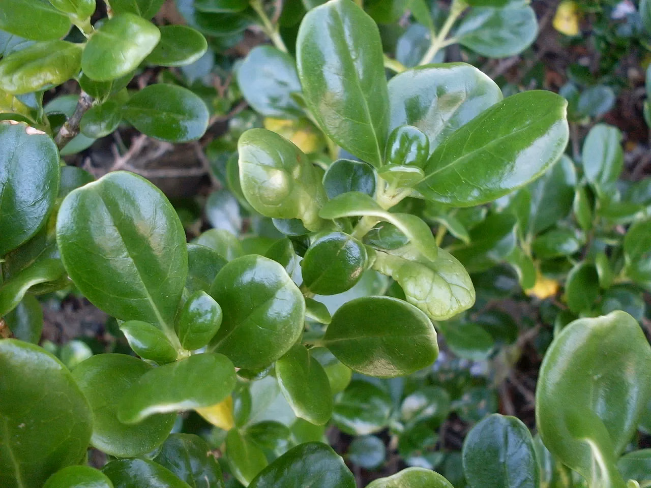 Taupata