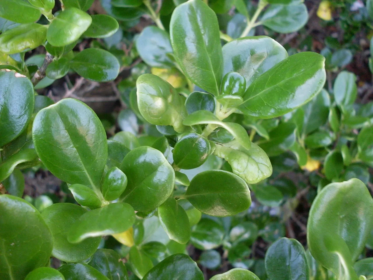 Taupata (Coprosma repens)