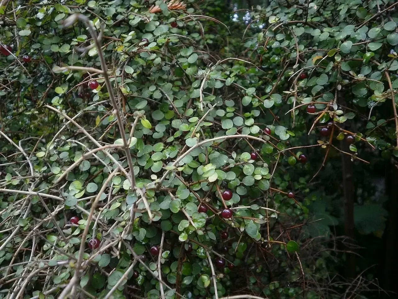 Twiggy Coprosma (Coprosma rhamnoides)