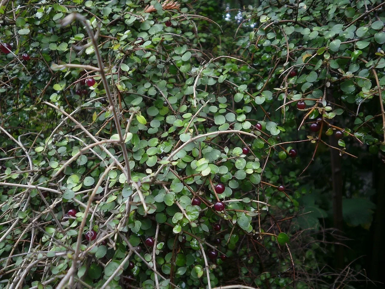 Twiggy coprosma hero image