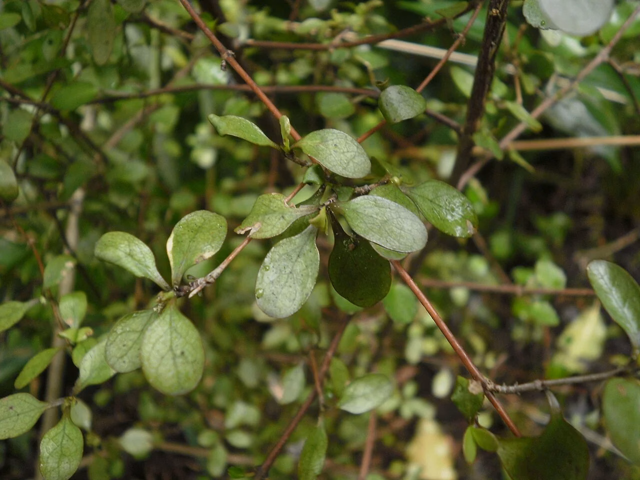 Rigid Coprosma