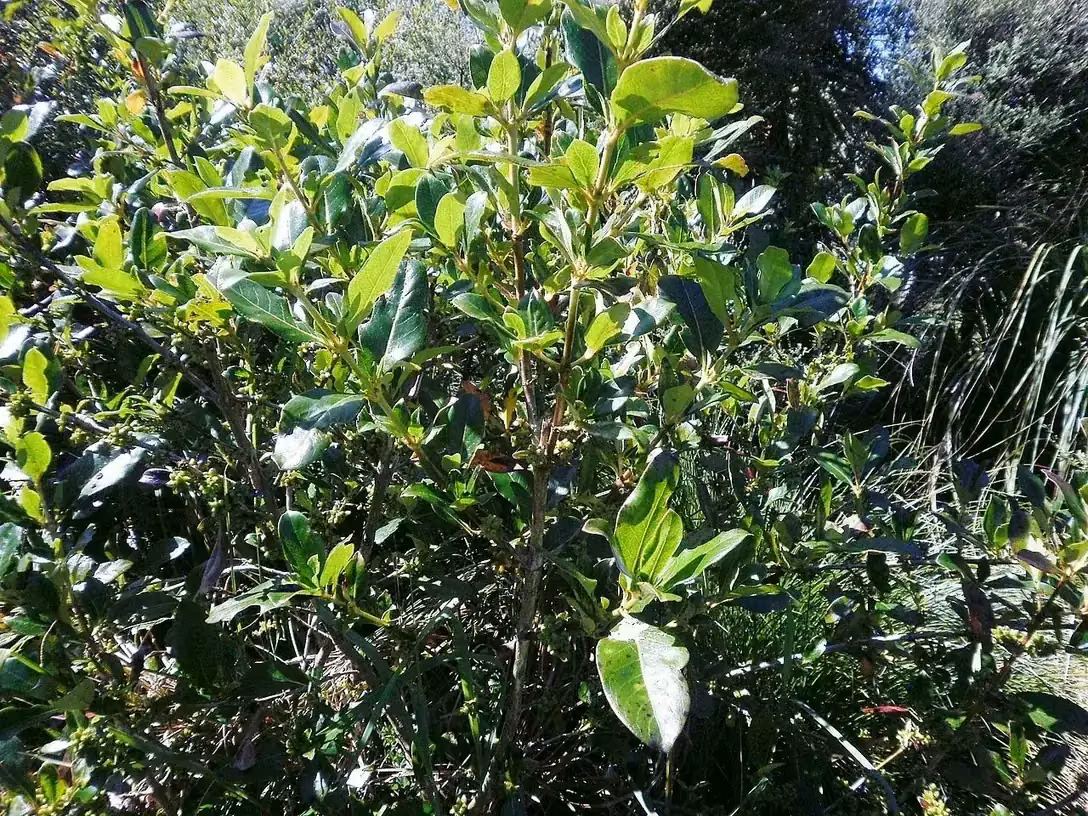 Karamū (Coprosma robusta)