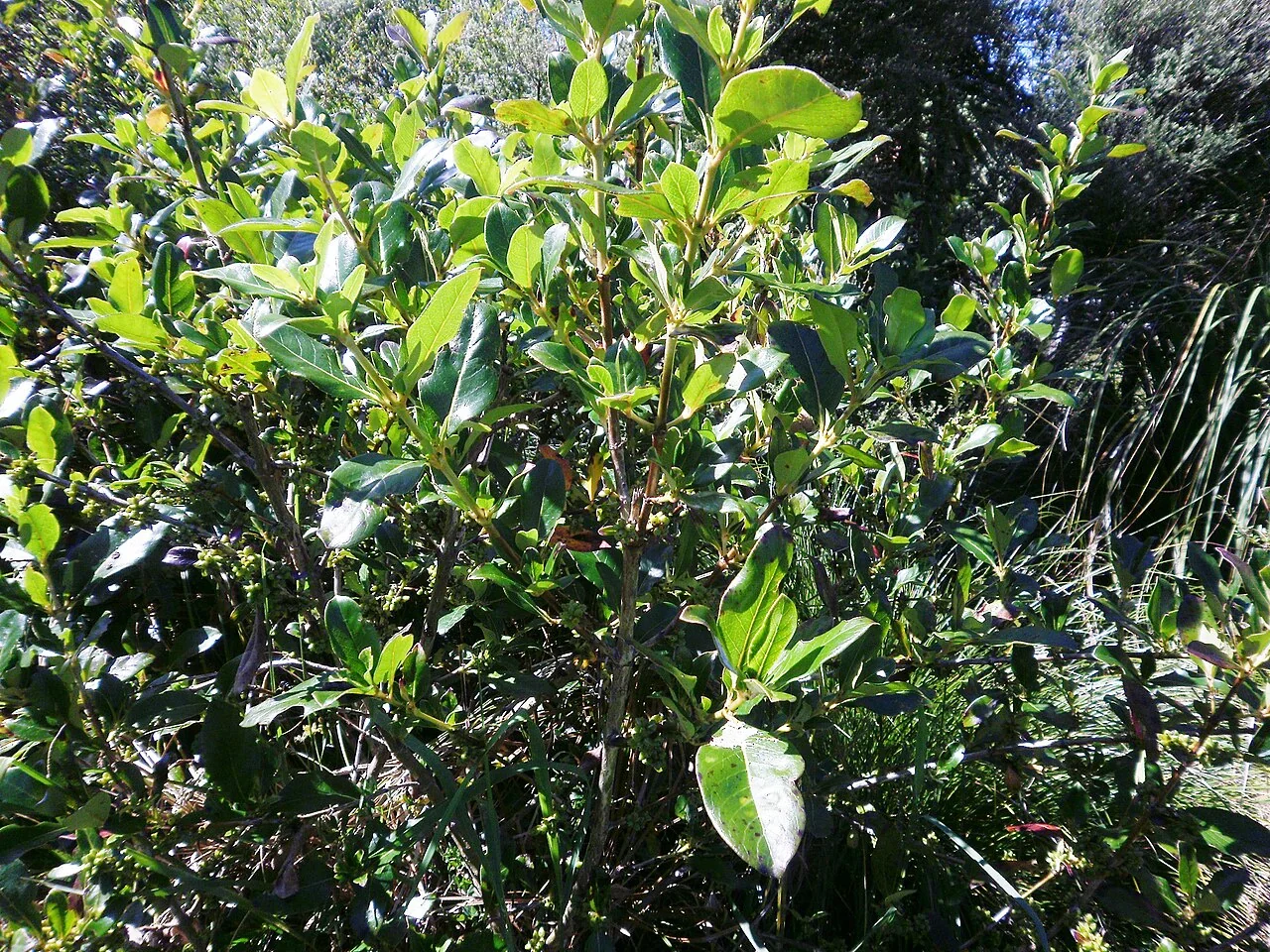 Karamū (Coprosma robusta) showing its large glossy leaves and masses of bright orange berries