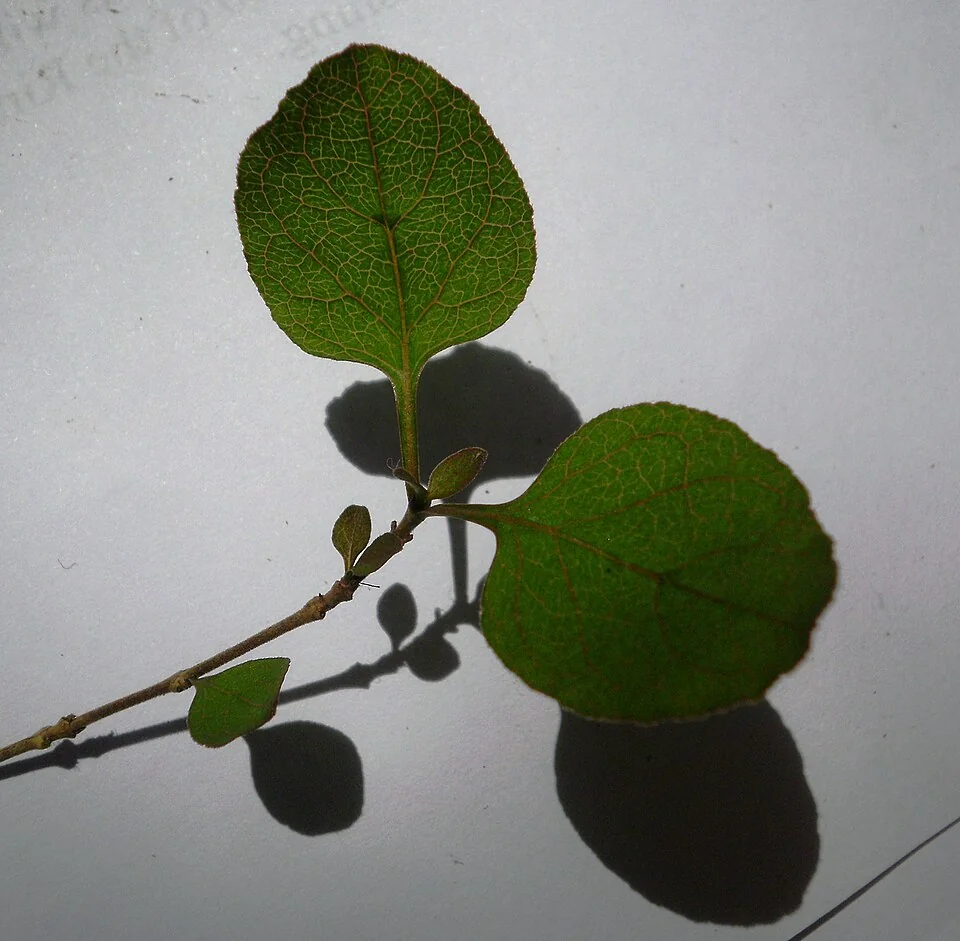 Red-stemmed Coprosma