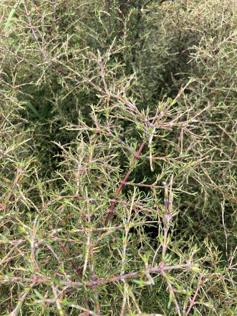 Coprosma rugosa related plant