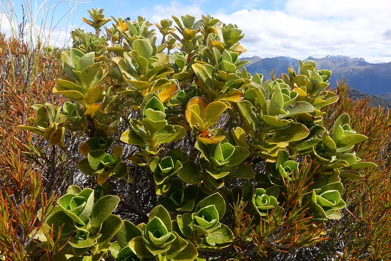 Coprosma serrulata (Coprosma serrulata)