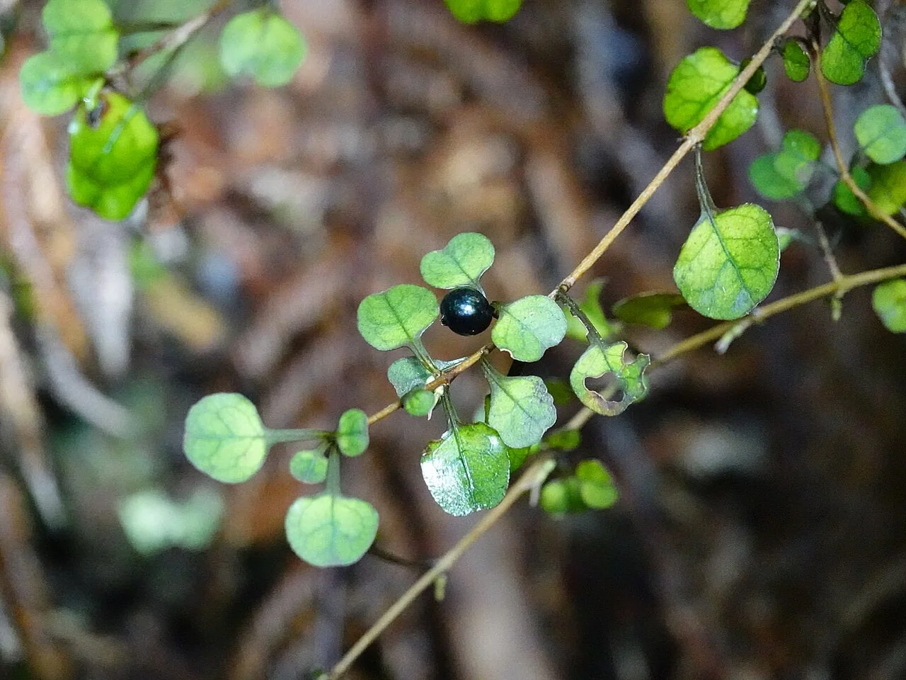 Spatulate Coprosma (Coprosma spathulata)