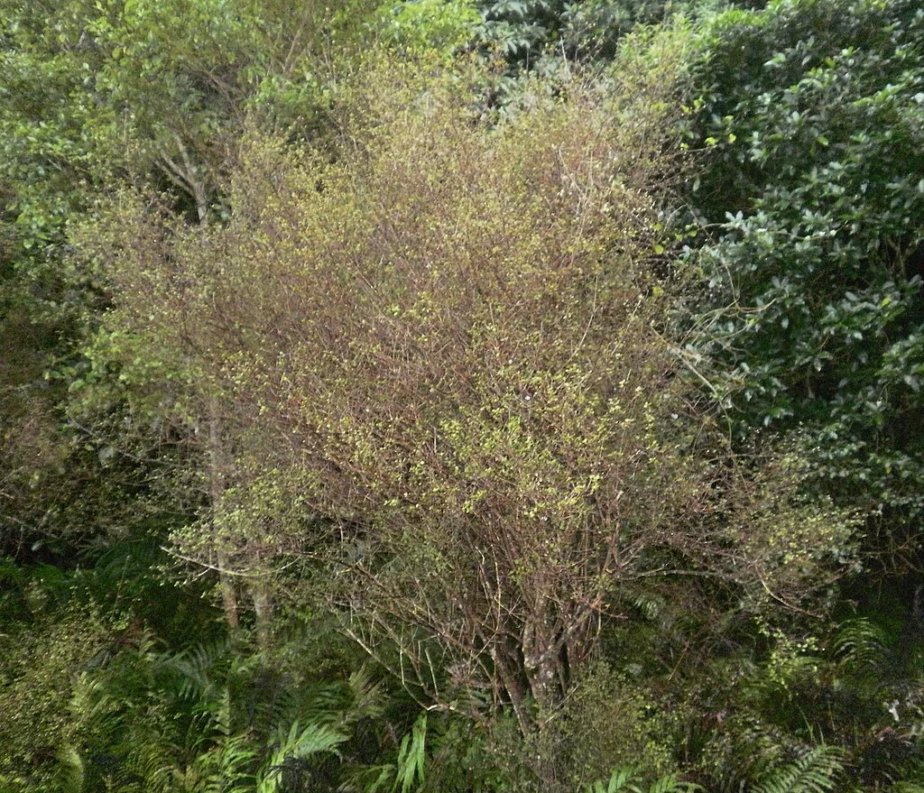 Coprosma tenuicaulis related plant