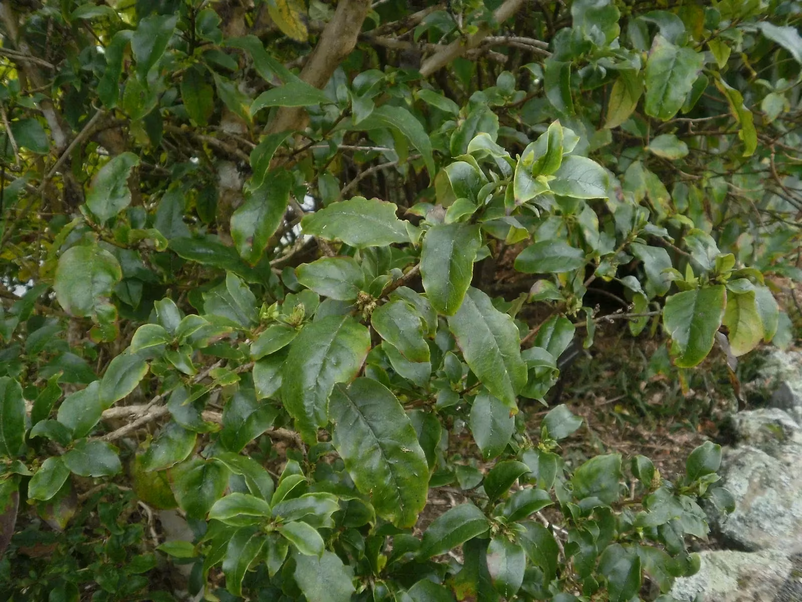 Coprosma Tenuifolia Native Plant (Coprosma tenuifolia)