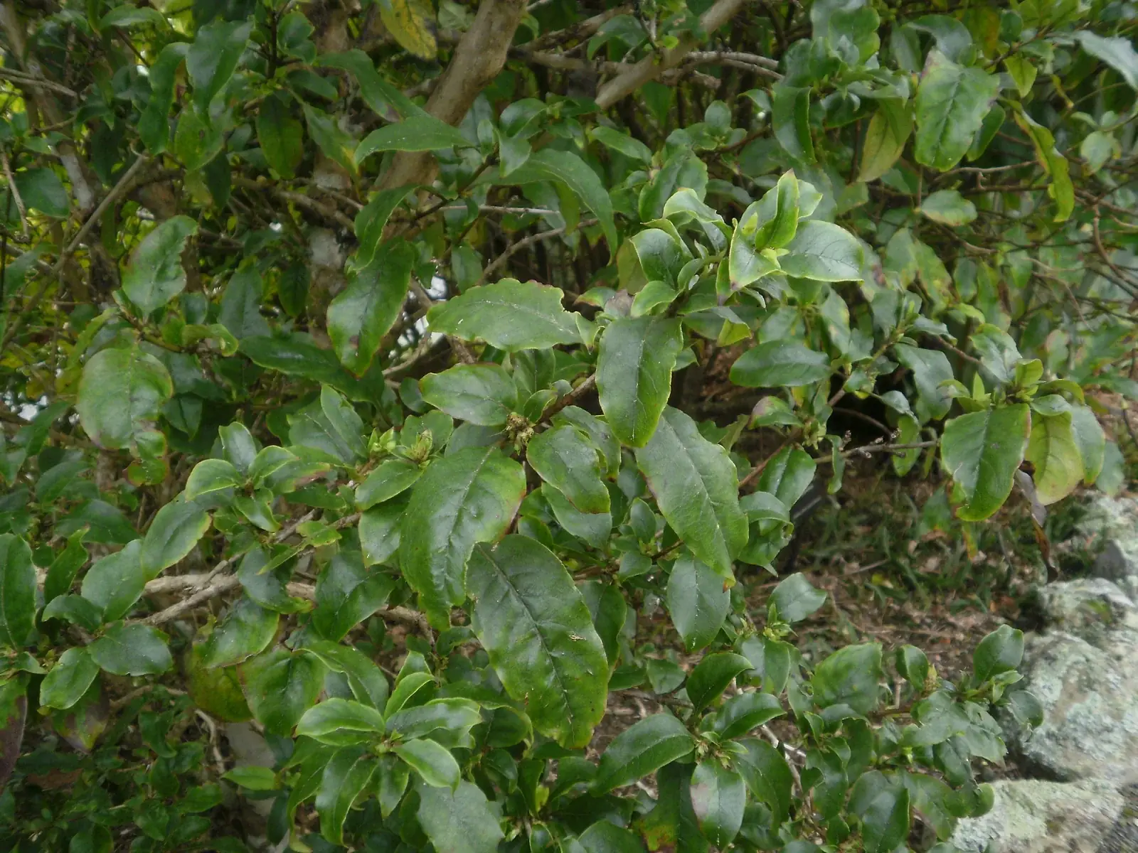 Coprosma Tenuifolia Native Plant (Coprosma tenuifolia)