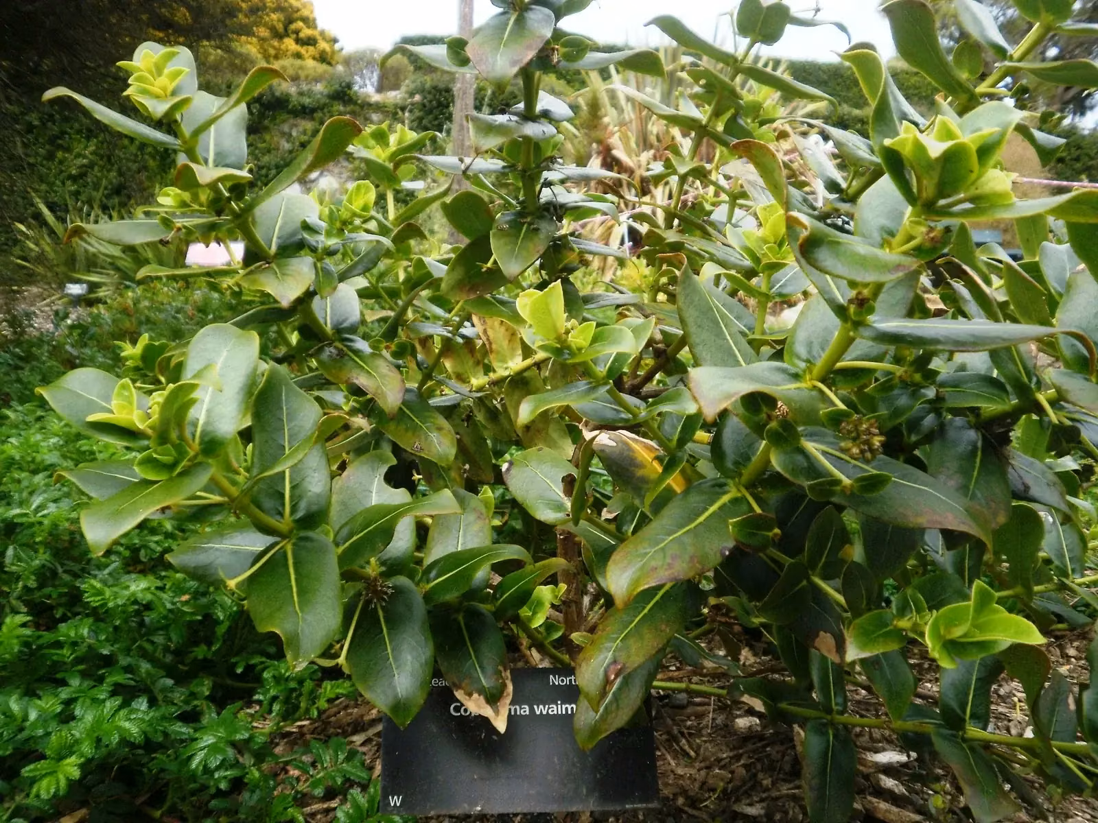 Coprosma Waima Native Plant (Coprosma waima)