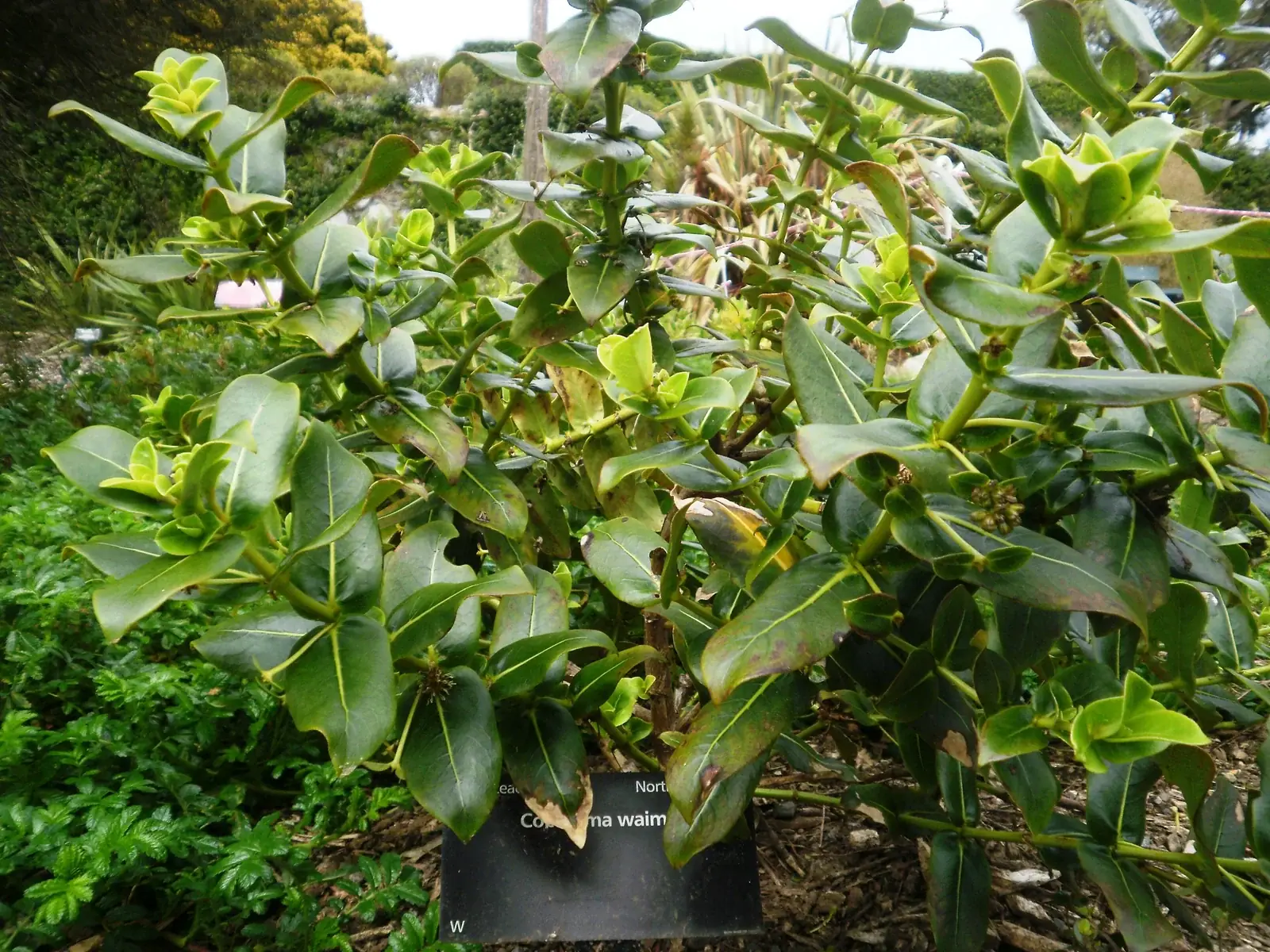 Coprosma Waima Native Plant (Coprosma waima)