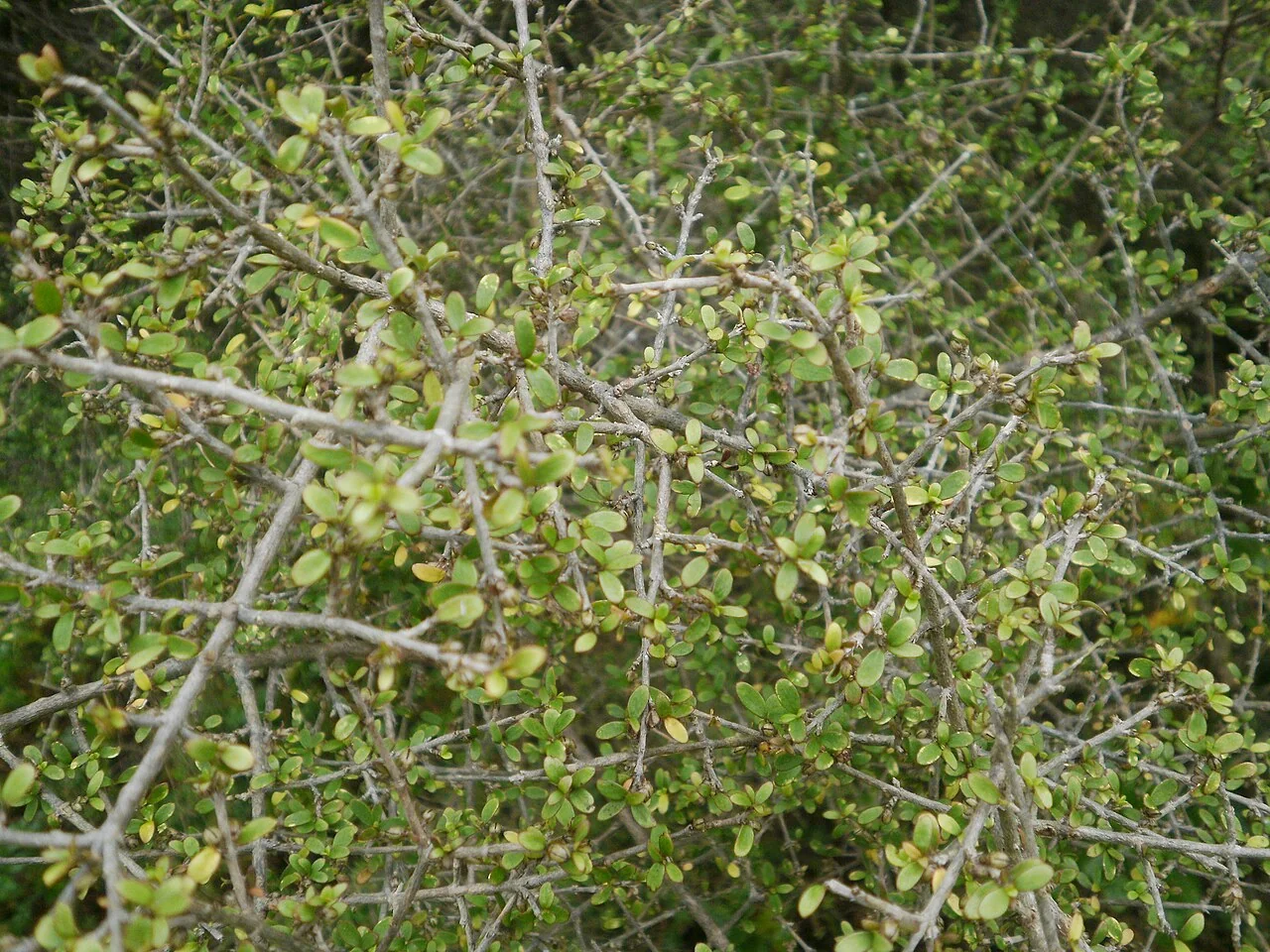 Coprosma wallii showing its dense, divaricating branches and small dark green leaves