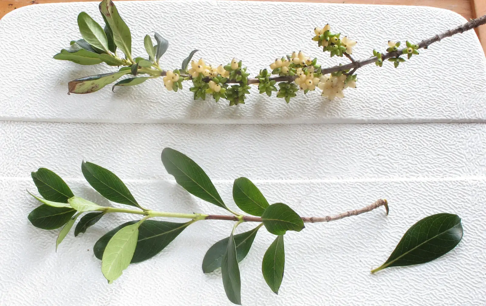 Coprosma X Cunninghamii Native Plant (Coprosma x cunninghamii)