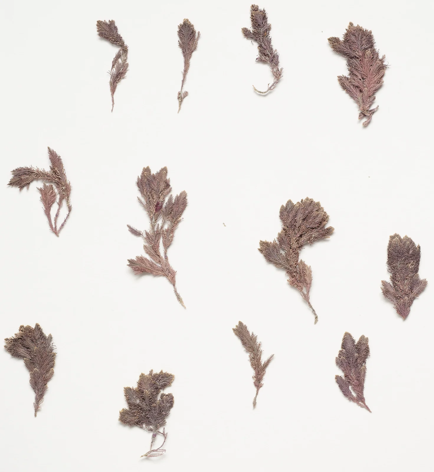 Corallina Hombronii Native Plant (Corallina hombronii)