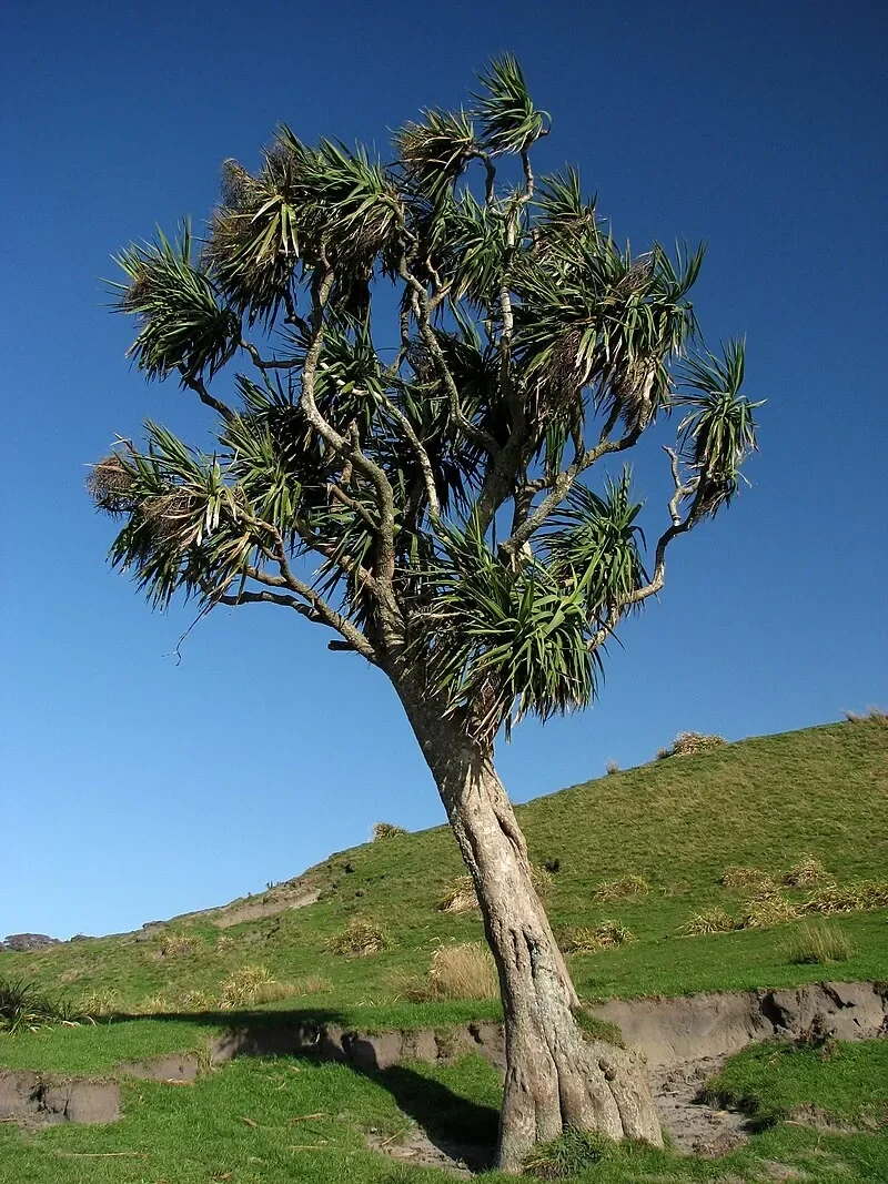 Cabbage Tree