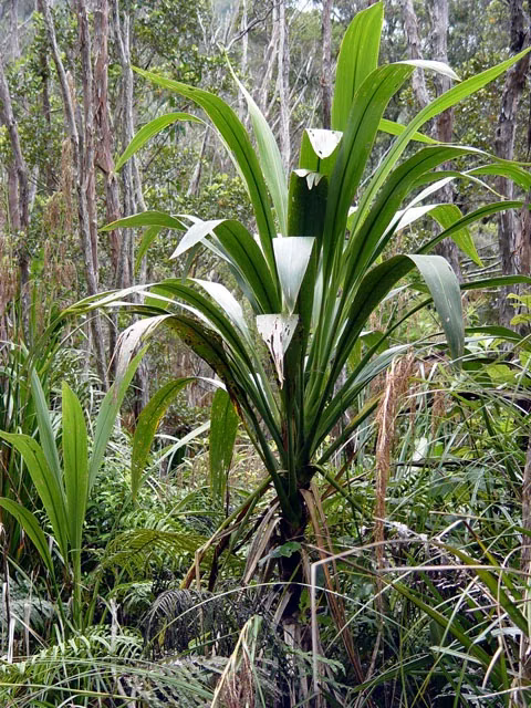 Forest Cabbage Tree (Cordyline banksii)