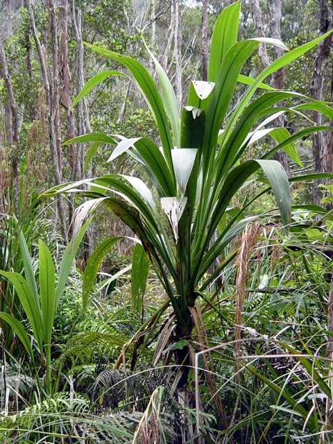 Forest Cabbage Tree (Cordyline banksii) hero image