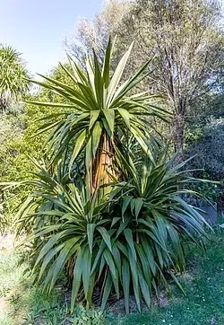 Mountain Cabbage Tree (Cordyline indivisa)