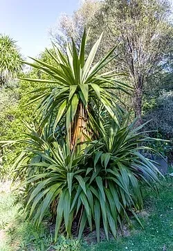 Cordyline indivisa (Mountain cabbage tree)
