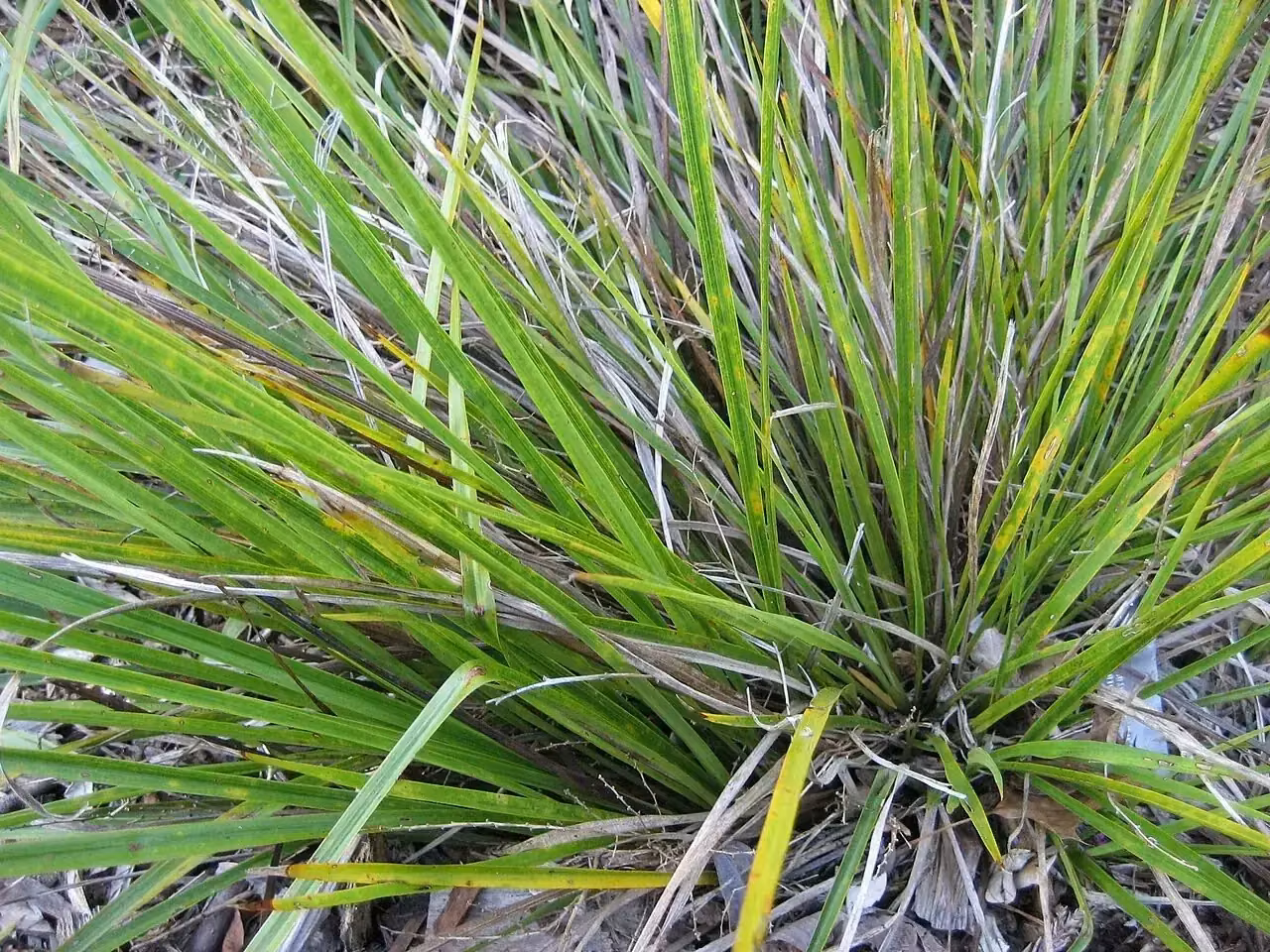 Dwarf Cabbage Tree (Cordyline pumilio)