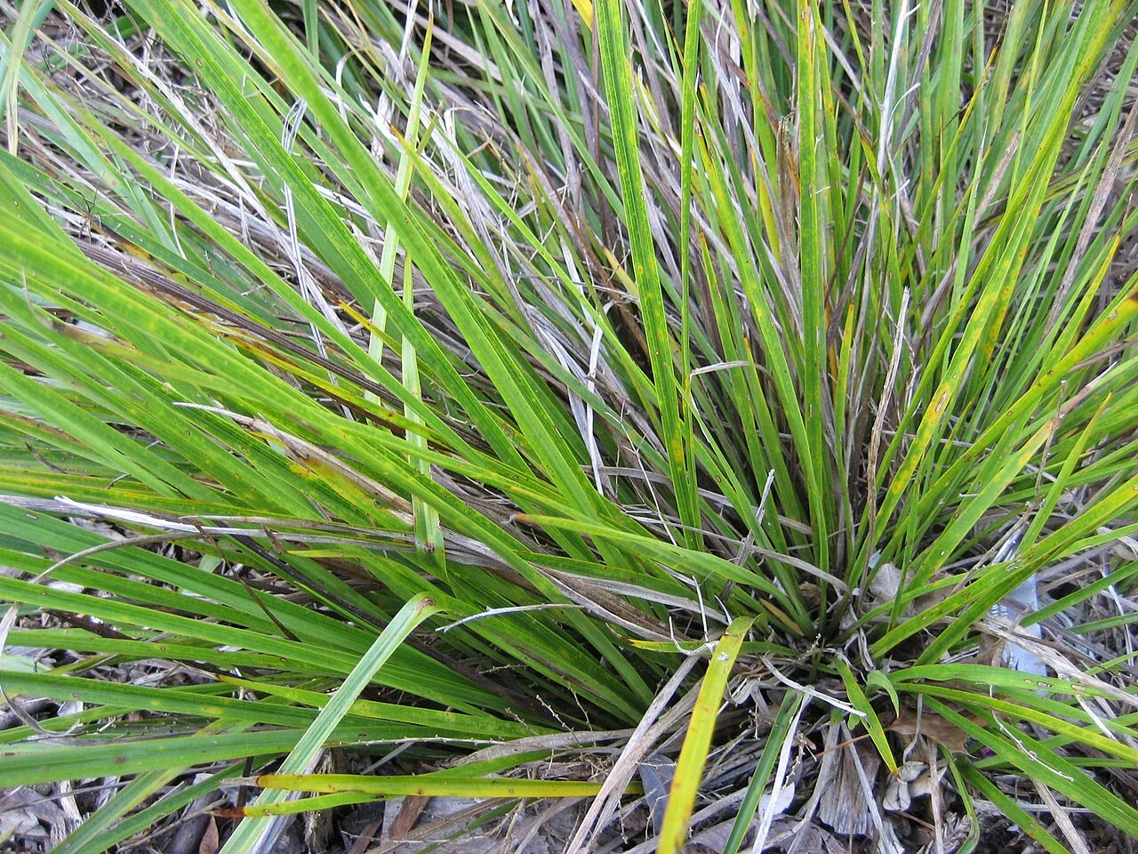 Dwarf Cabbage Tree (Cordyline pumilio) hero image