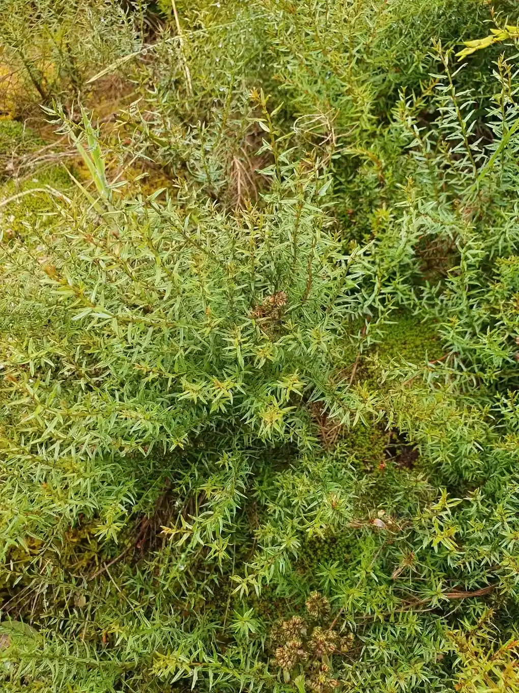 Coriaria Angustissima Native Plant (Coriaria angustissima)
