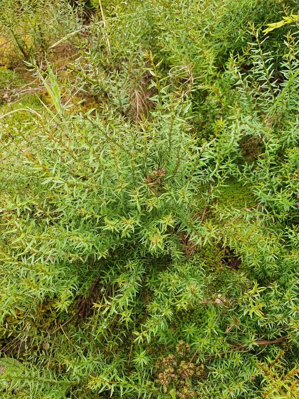 Coriaria Angustissima Native Plant (Coriaria angustissima)