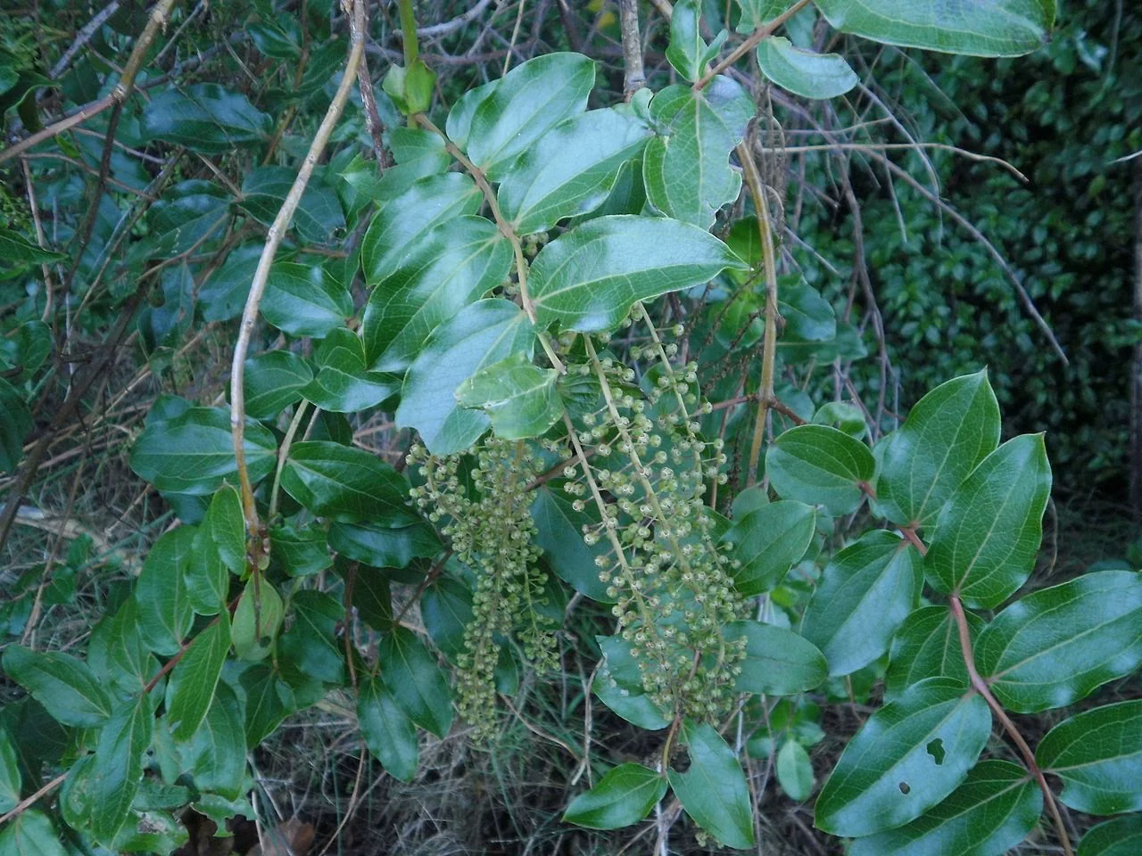 Tutu (Coriaria arborea)