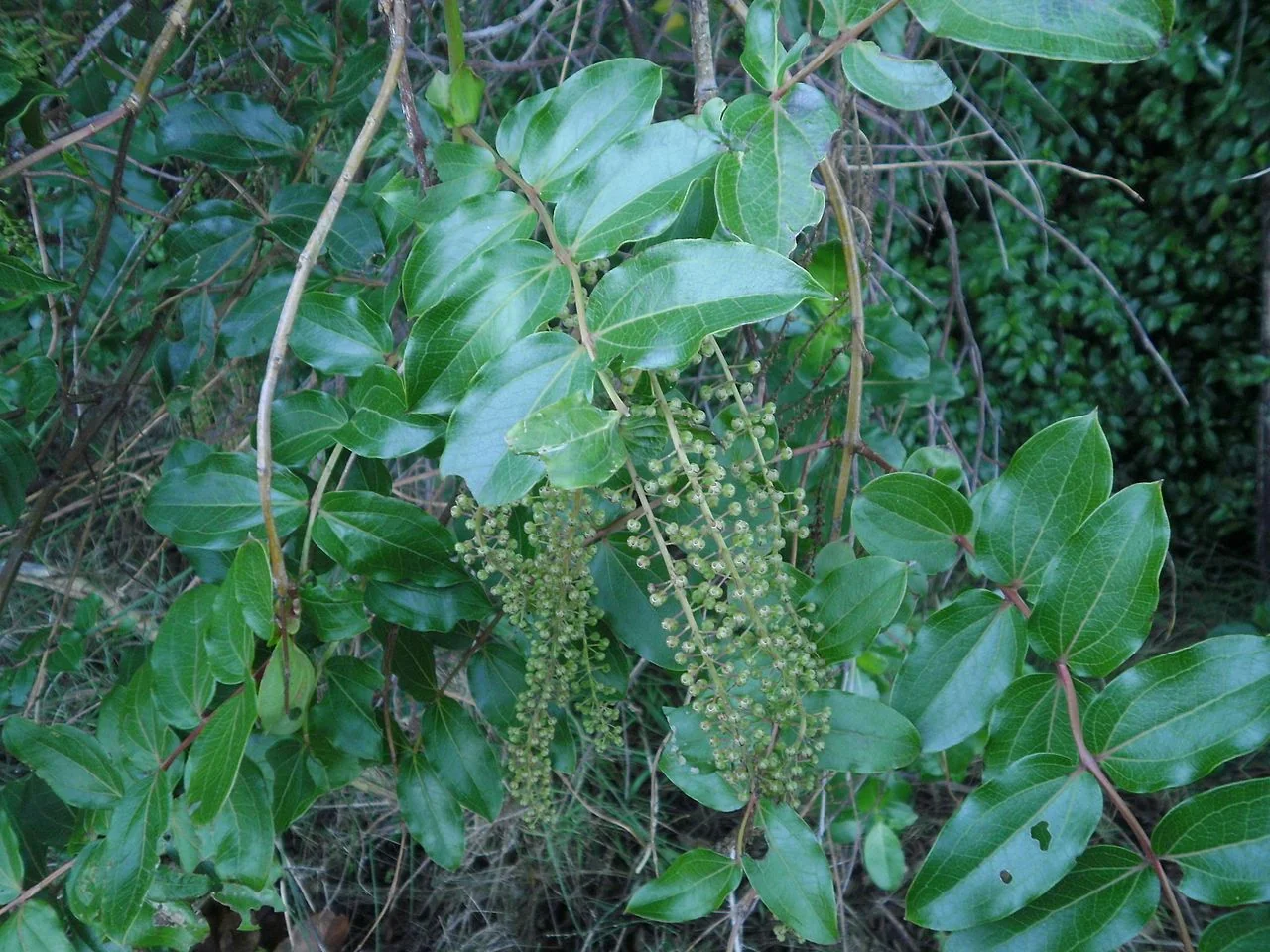Coriaria arborea (tutu) representative forest image