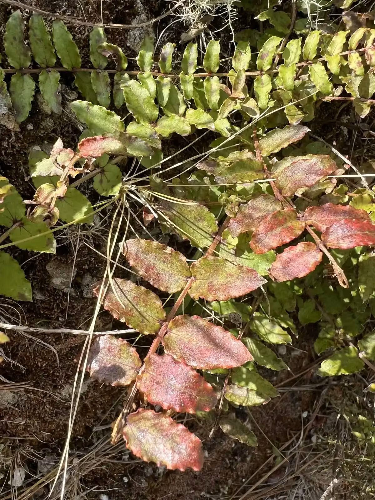 Coriaria Kingiana Native Plant (Coriaria kingiana)