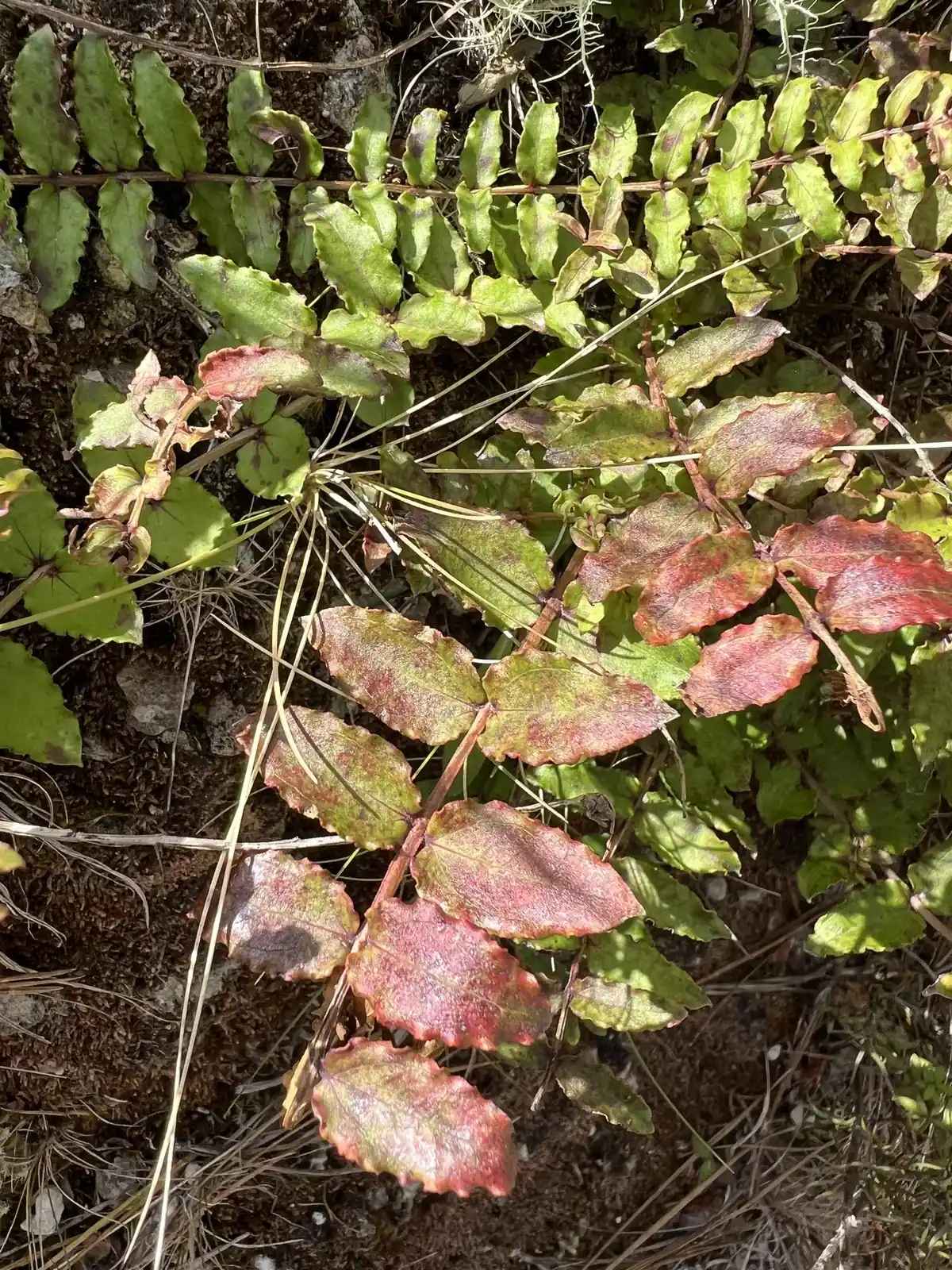 Coriaria Kingiana Native Plant (Coriaria kingiana)