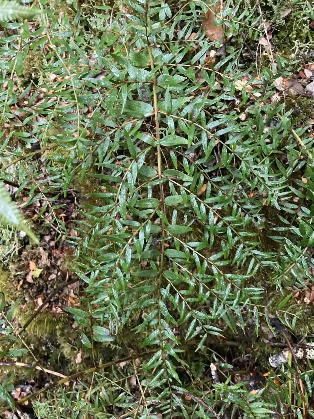 Coriaria Plumosa Native Plant (Coriaria plumosa)
