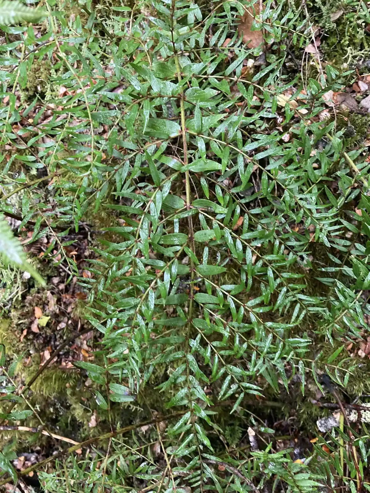 Coriaria Plumosa Native Plant (Coriaria plumosa)