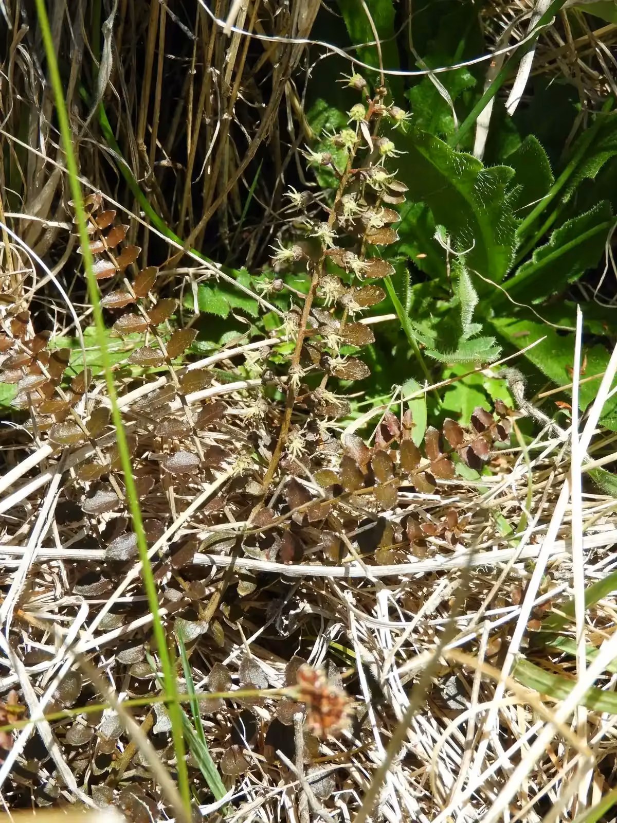 Coriaria Pottsiana Native Plant (Coriaria pottsiana)
