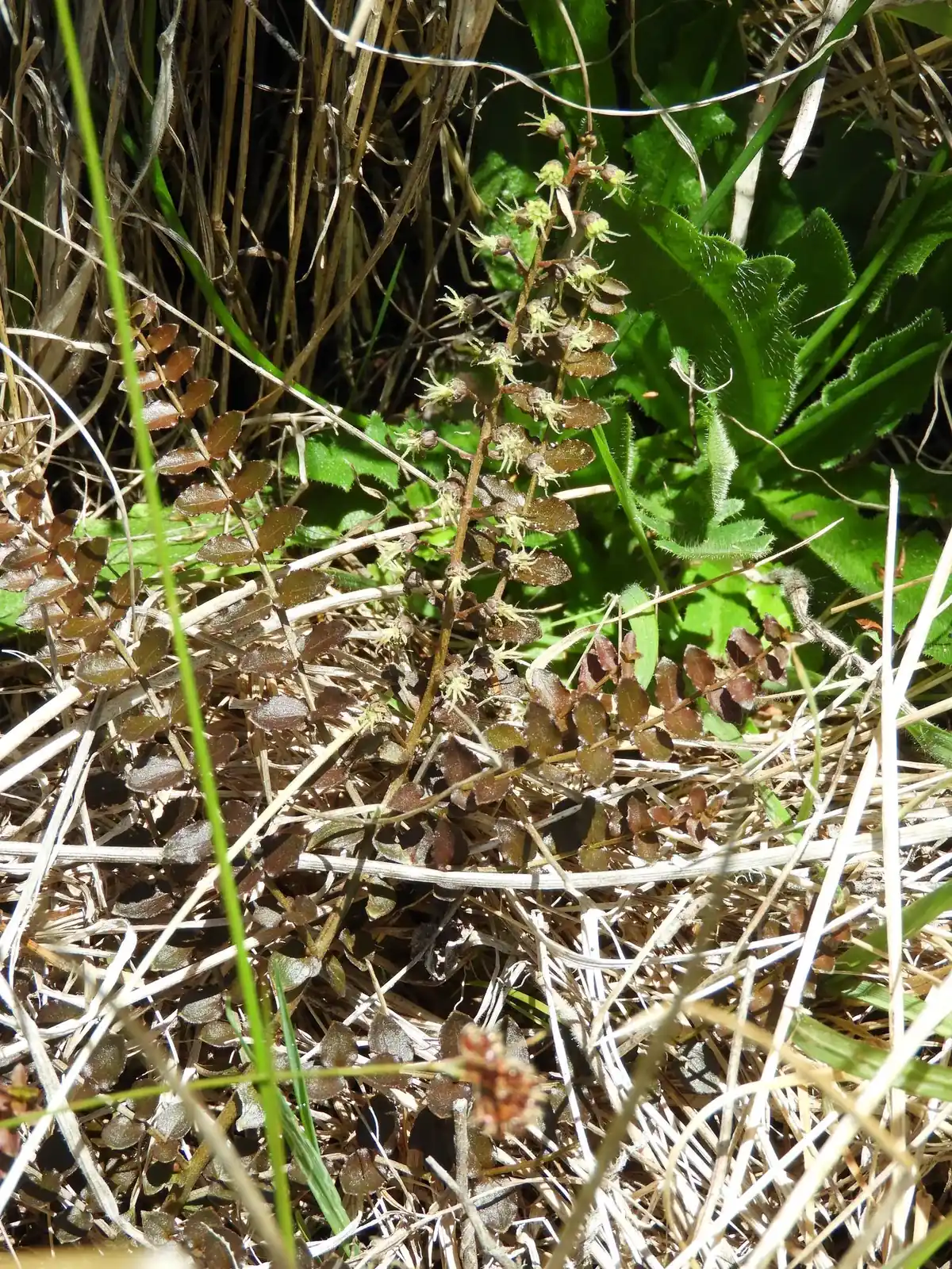 Coriaria Pottsiana Native Plant (Coriaria pottsiana)