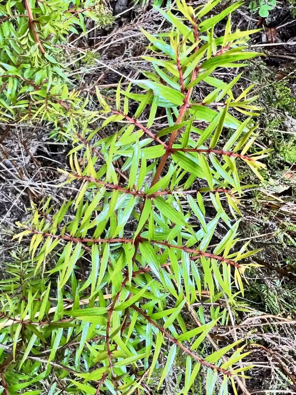 Coriaria Pteridoides Native Plant (Coriaria pteridoides)