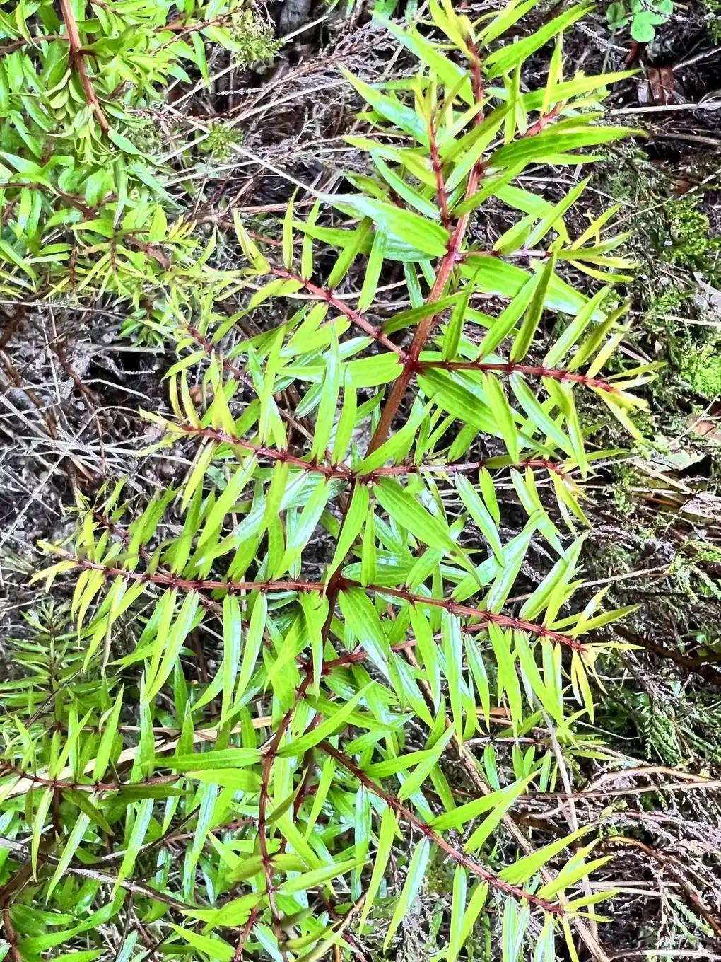 Coriaria Pteridoides Native Plant (Coriaria pteridoides)