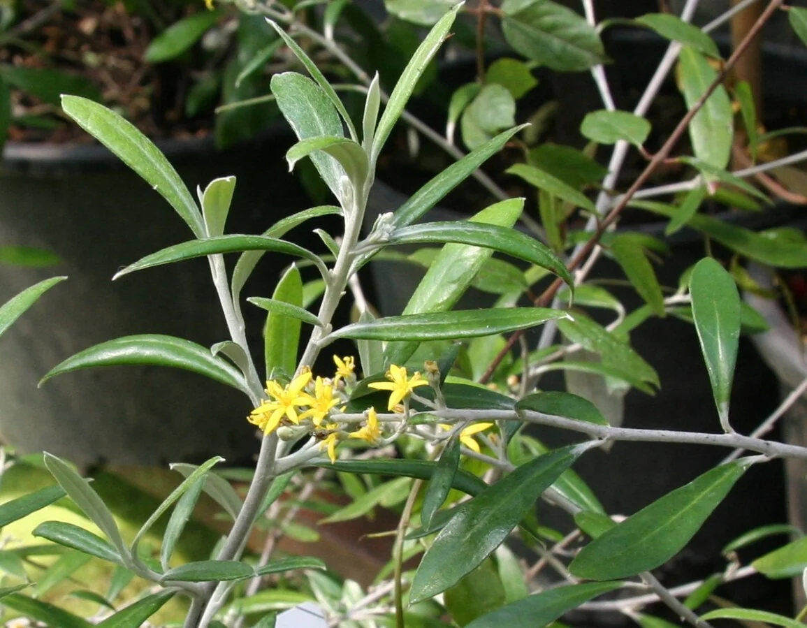 Corokia buddleioides with wiry divaricating branchlets and yellow starry flowers