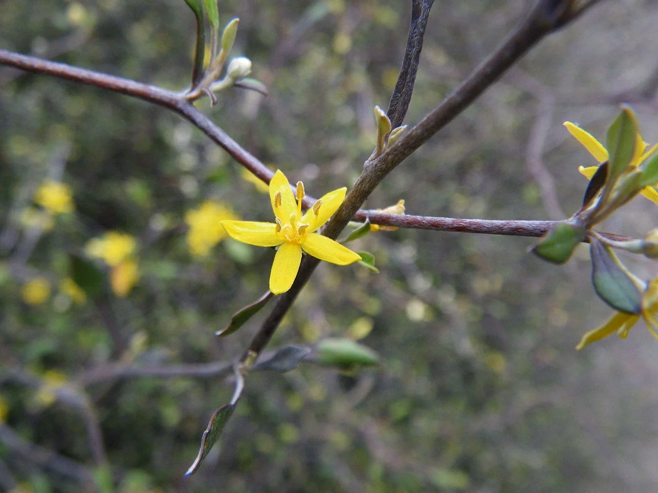 Wire-Netting Bush (Corokia cotoneaster)