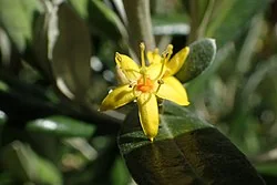 Chatham Islands Corokia (Corokia macrocarpa) showing its distinctive star-shaped yellow flowers and greyish leaves