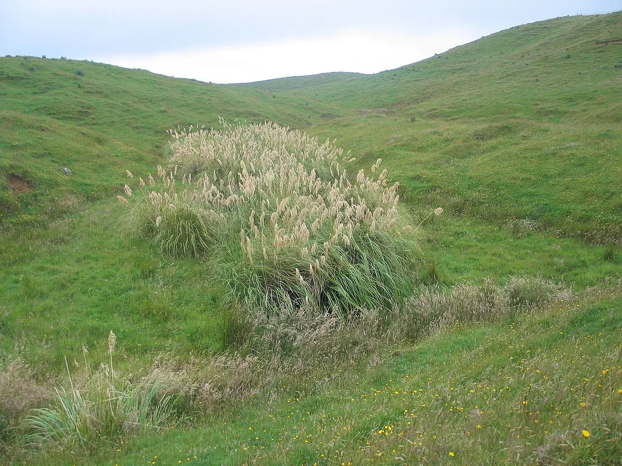 Toetoe (Cortaderia fulvida) showing its distinctive golden plumes and tall tussock growth form