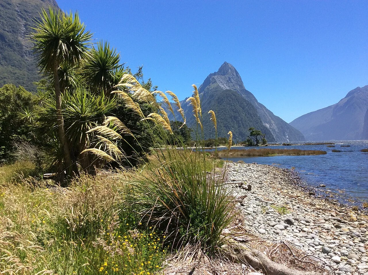 Toetoe (Austroderia richardii) showing its magnificent tall plumes and commanding presence in wetland environments