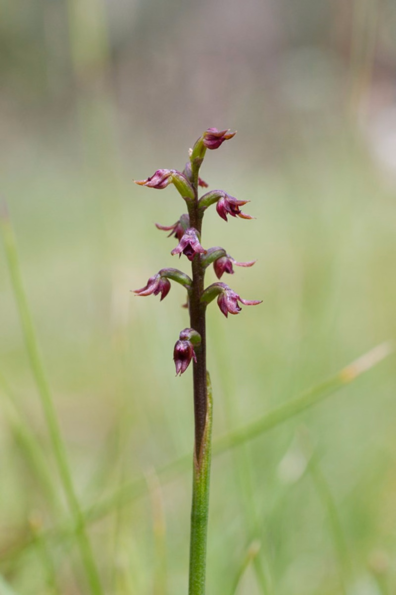 Corunastylis nuda (Corunastylis nuda)