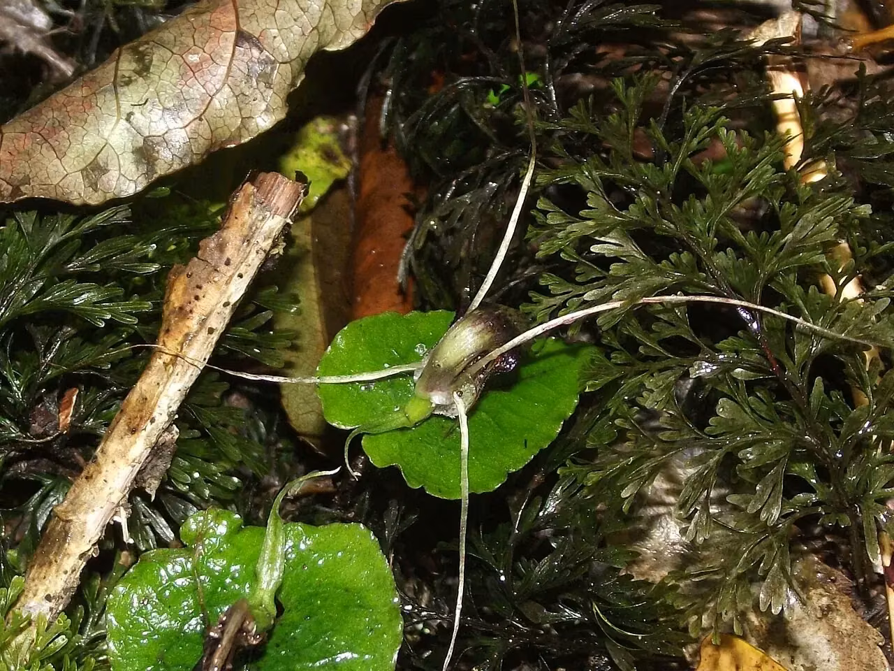 Dancing Spider Orchid